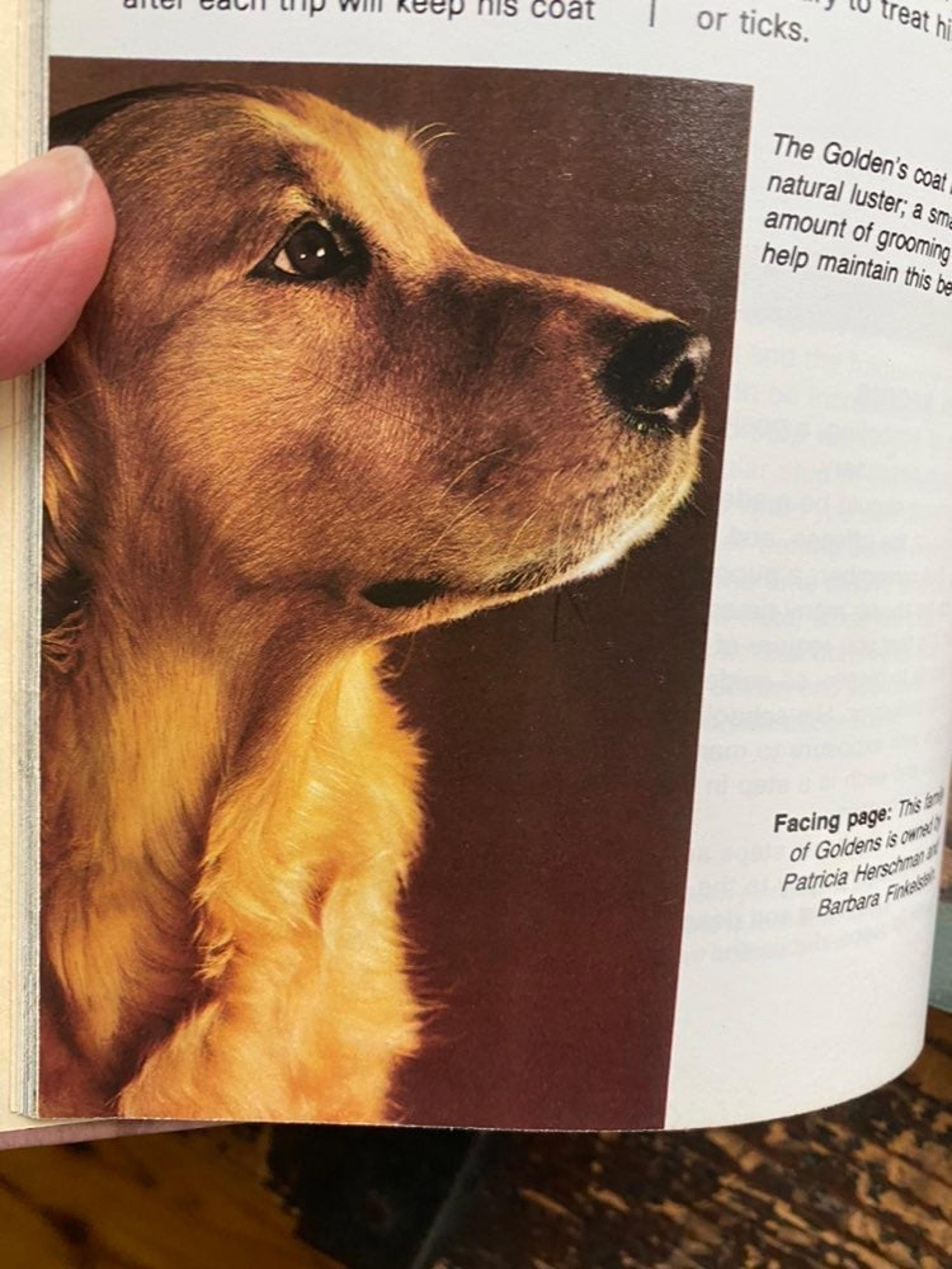 book | Golden Retrievers by James E. Walsh, Jr.