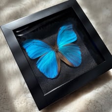 Real Framed Morpho Butterfly