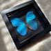 Real Framed Morpho Butterfly