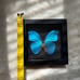 Real Framed Morpho Butterfly