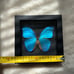 Real Framed Morpho Butterfly