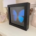 Real Framed Morpho Butterfly