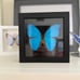 Real Framed Morpho Butterfly