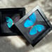 Real Framed Morpho Butterfly