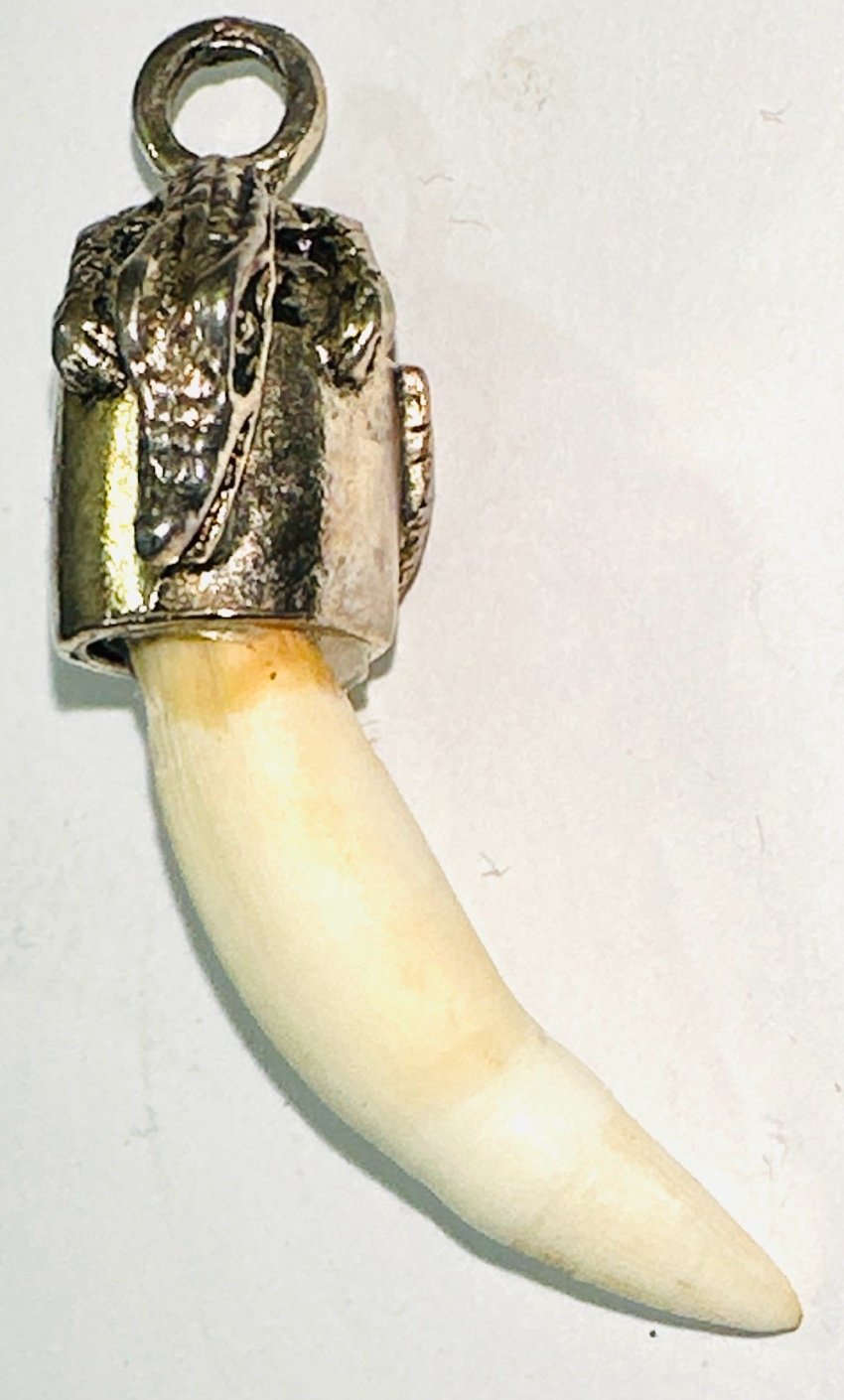 Over 2 in GATOR Alligator Tooth Teeth SILVER CAP pendant JEWELRY