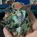Geto Suguru enamel pin