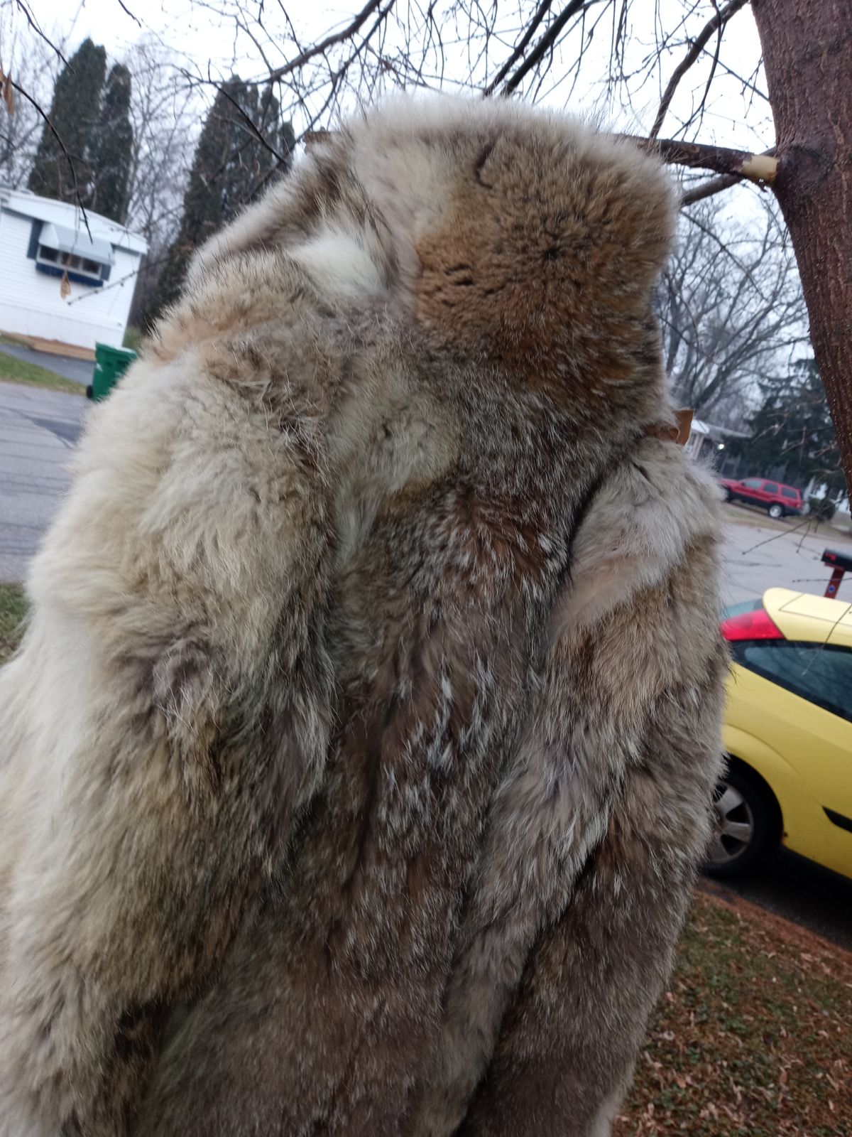 Coyote Fur Jacket ( Craft Cutter DAMAGE