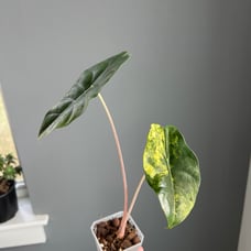 Variegated aurea alocasia Chantrieri in 3 inch pot