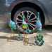 Peacock garden decor (each)