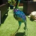 Peacock garden decor (each)