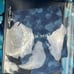 NWT Peter Millar Tropical Trepidation Swim Trunks Lined Shark All Over Print XL