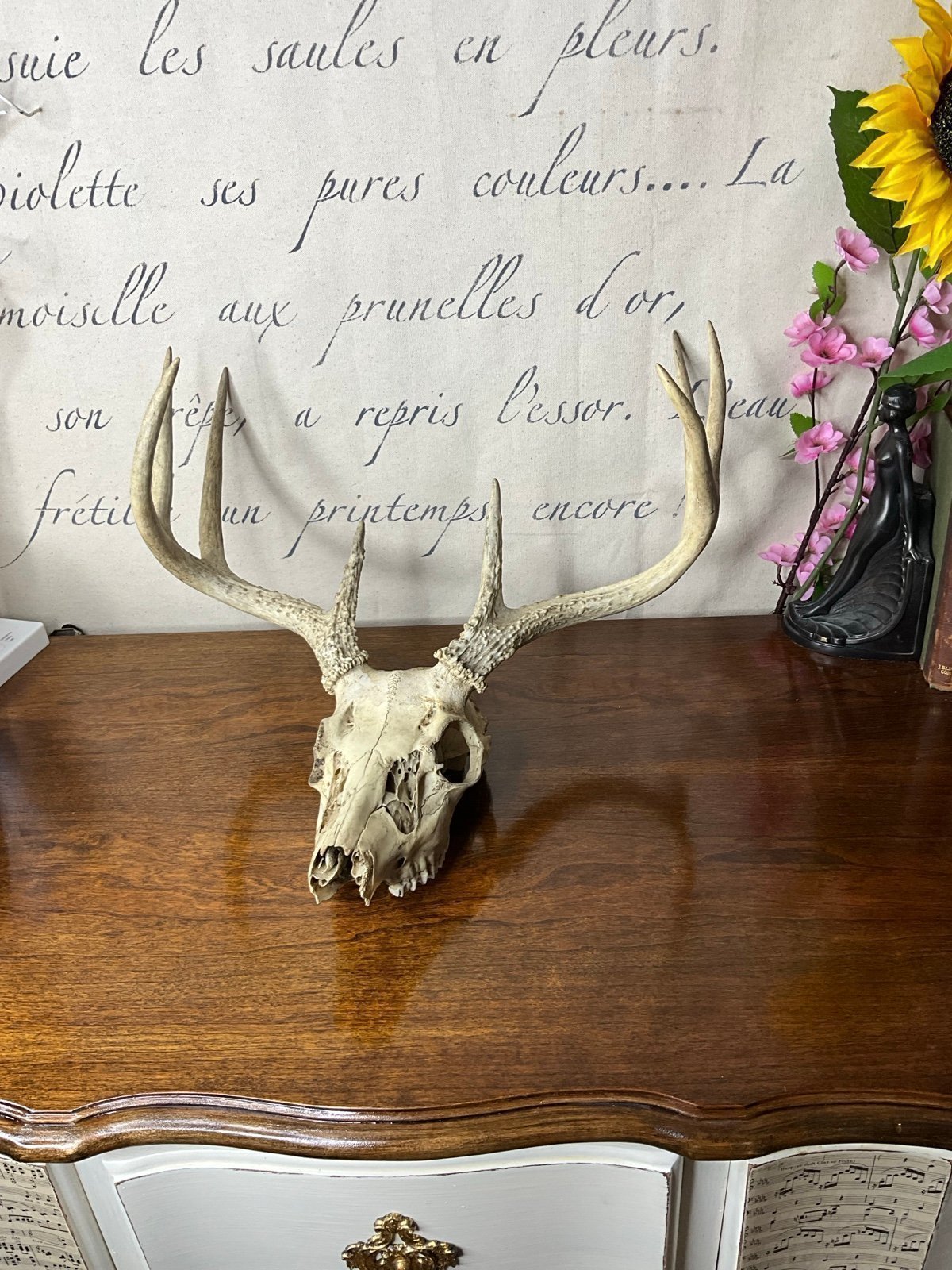 Deer scull with antlers