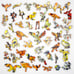 Wooden Jigsaw Puzzles For Adults - 27 Birds. 452 Pieces. Made in the USA by Naut