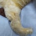 Rushton Star Creations bloodhound dog vintage plush