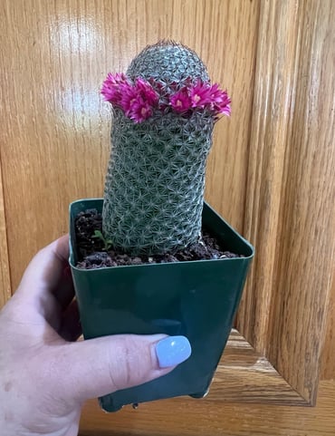 OLD LADY CACTUS AKA MAMILARIA CACTUS.