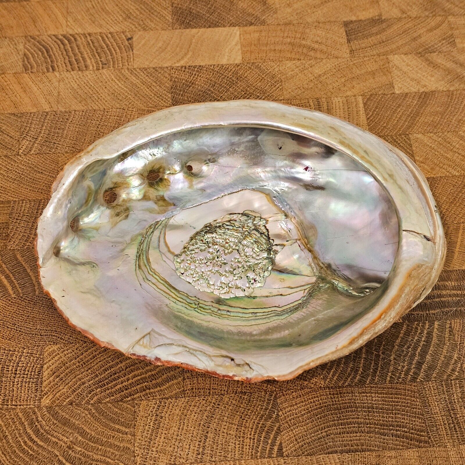 Vintage Abalone Shell 6.5 x 5” Mother of Pearl Large Natural Pacific Beautiful