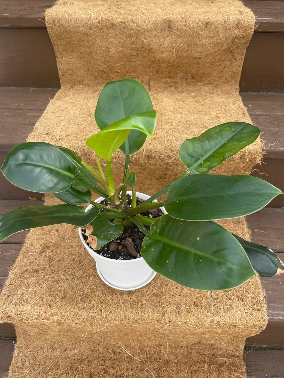 Philodendron - unsure of type