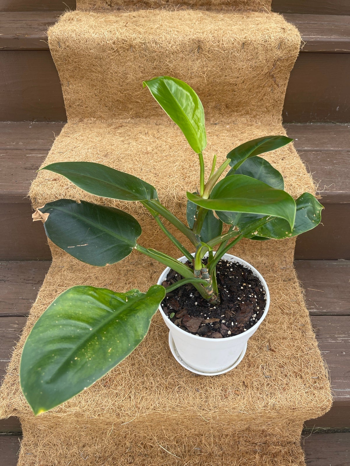 Philodendron - unsure of type - detail