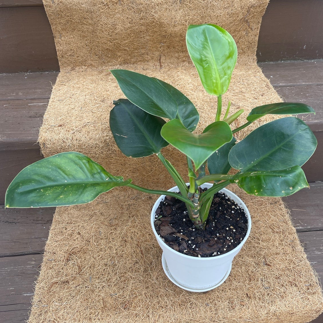 Philodendron - unsure of type - detail