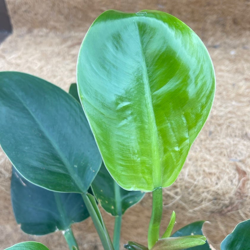 Philodendron - unsure of type - detail