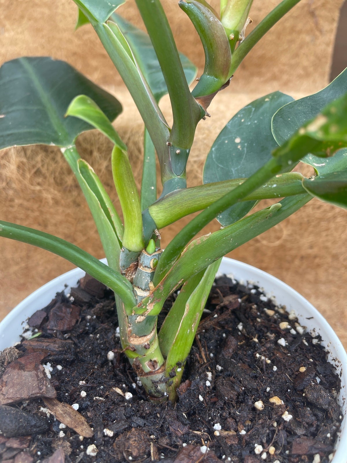 Philodendron - unsure of type - detail