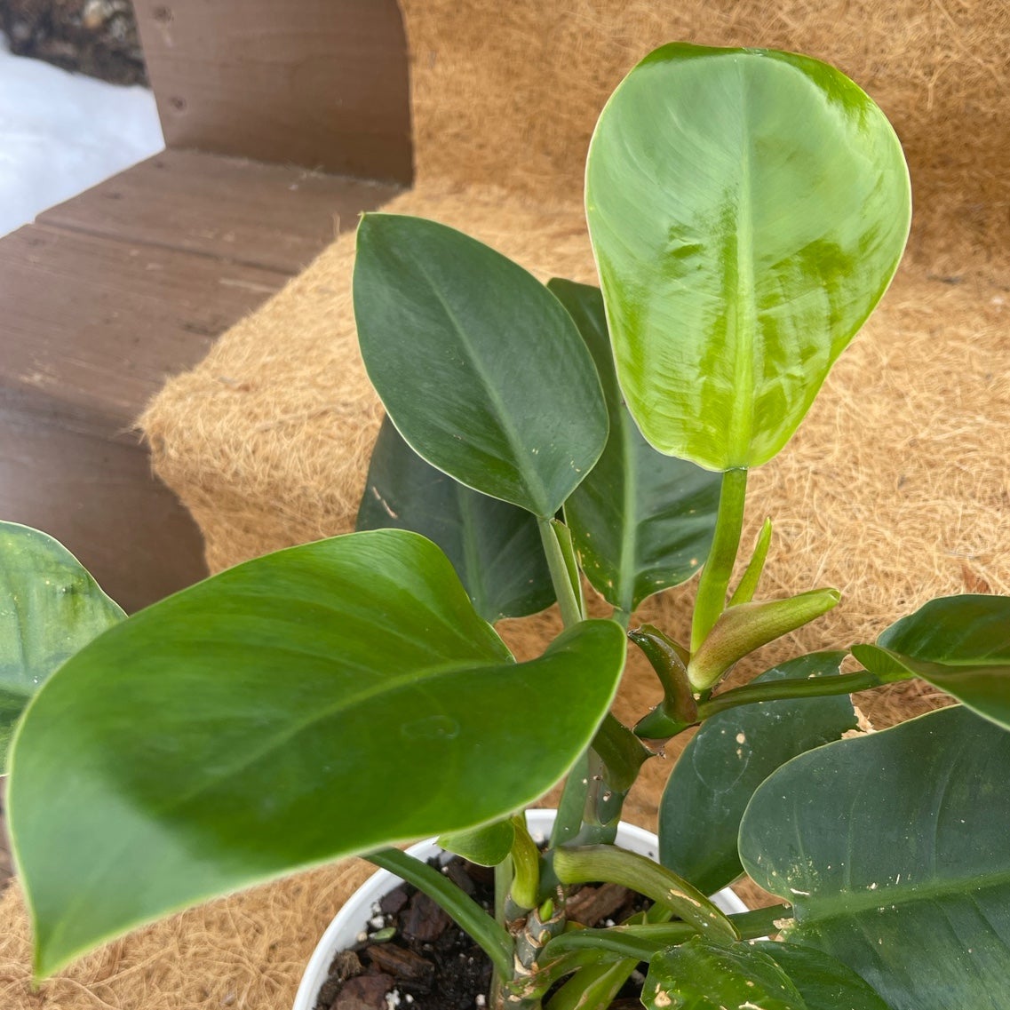 Philodendron - unsure of type - detail
