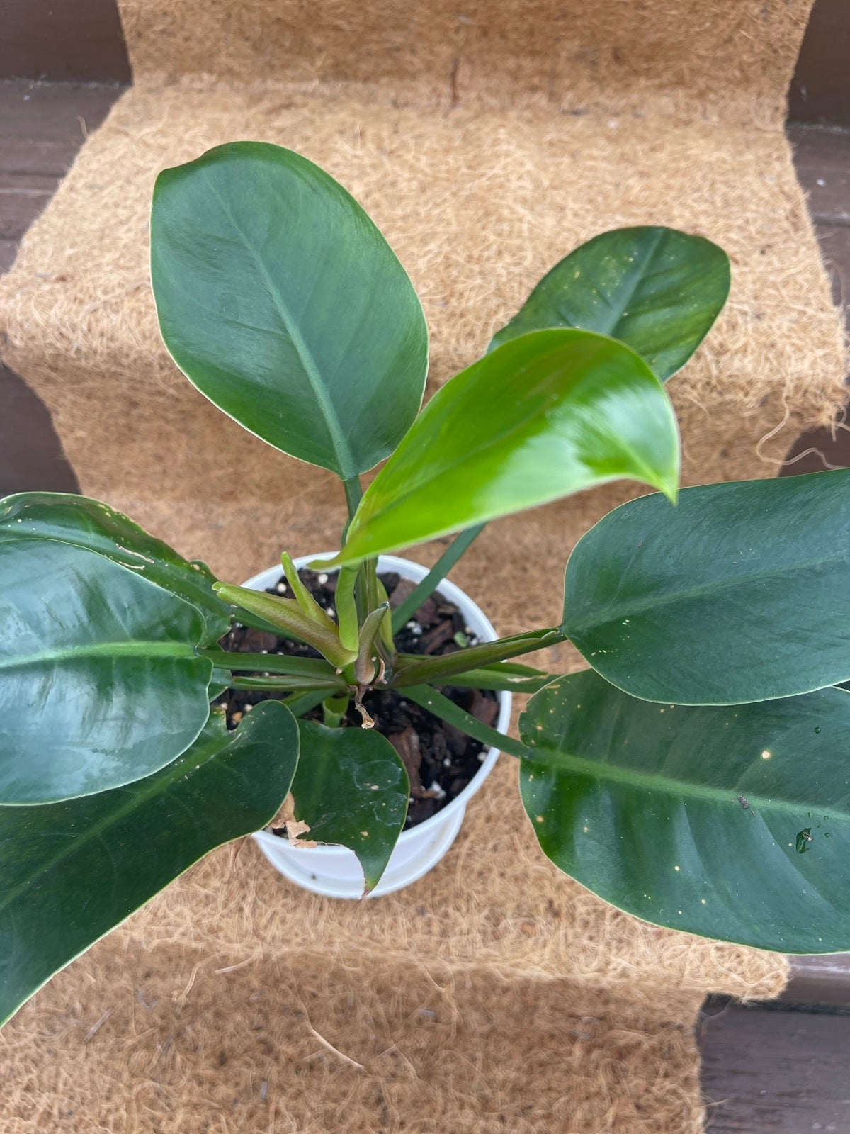 Philodendron - unsure of type - detail