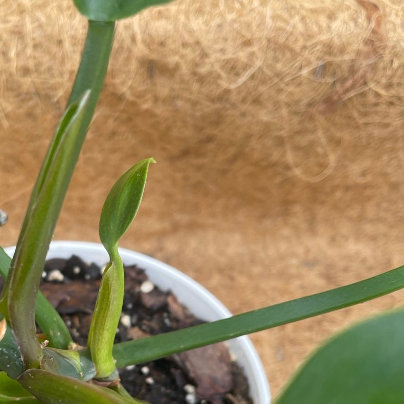Philodendron - unsure of type - detail