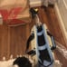 Dog carrying case.