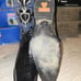 Black Cowboy Boots