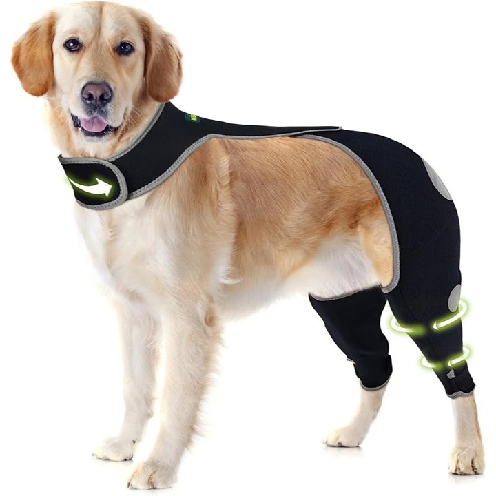 Recovery pool for dogs -L