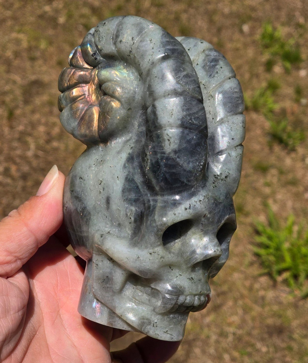 AMAZING!♡ HUGE MASTER CARVED Rainbow Labradorite Crystal Vampire Ram Skull!