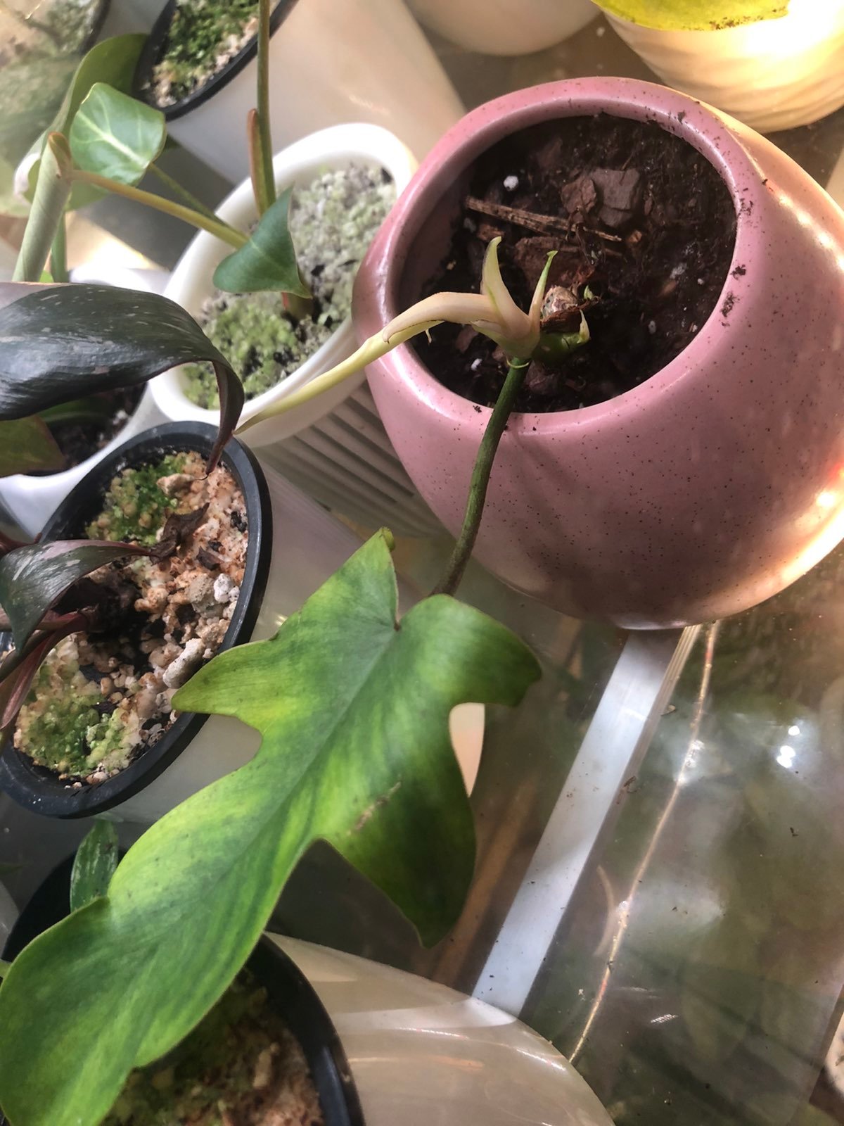 Philodendron Florida Ghost