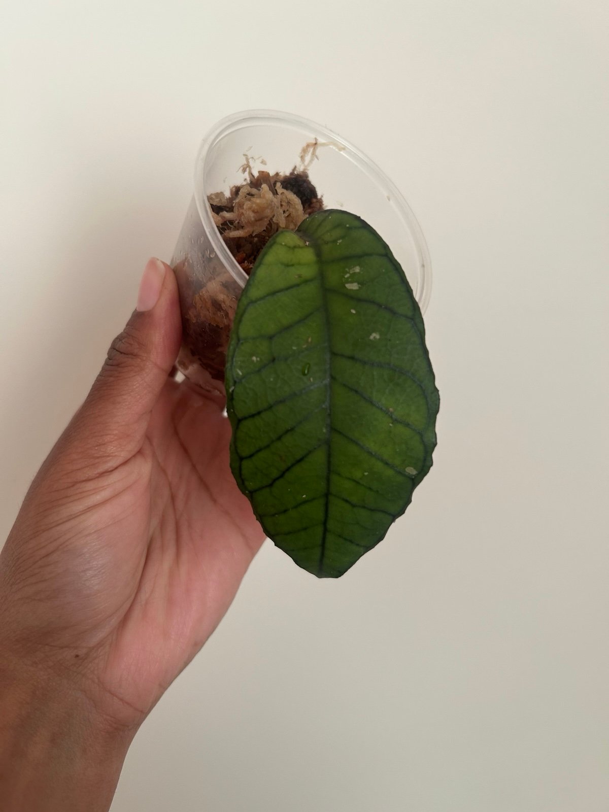 Hoya Gunung Gading Rooted Plant Cutting
