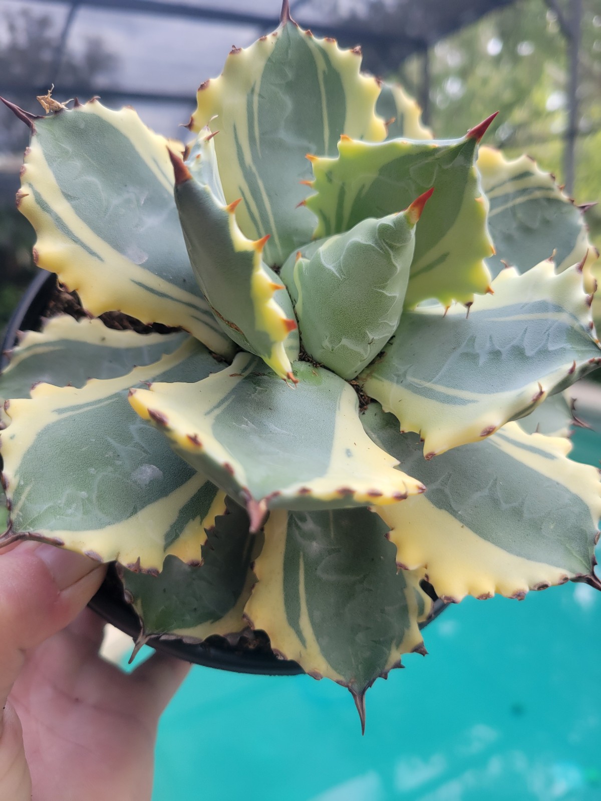 6 Variegated agave Dwarf butterfly