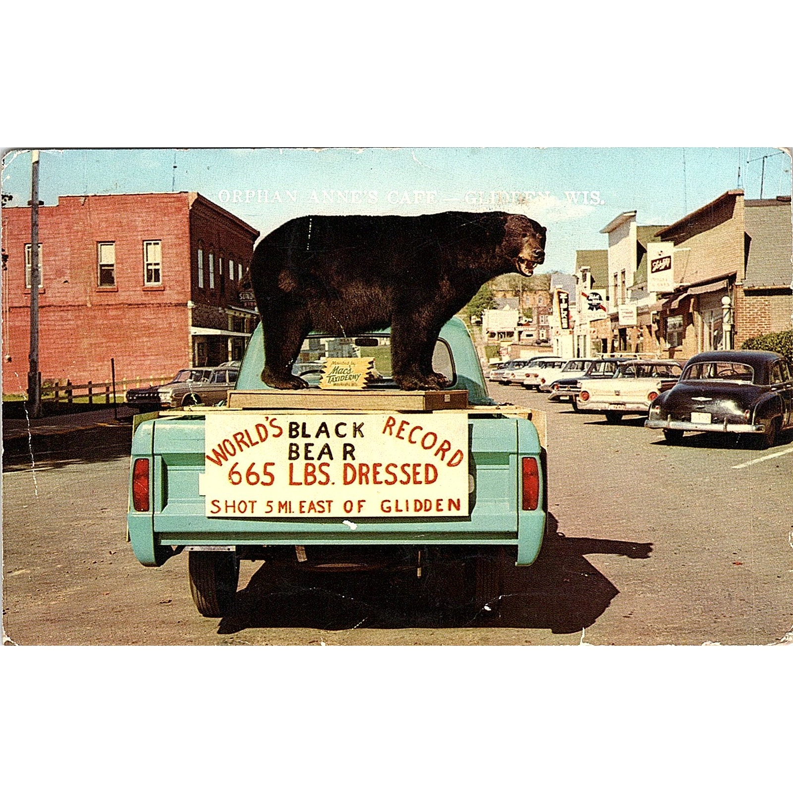 Orphan Annie's Cafe Glidden WI World Record Black Bear Vintage Postcard PE1