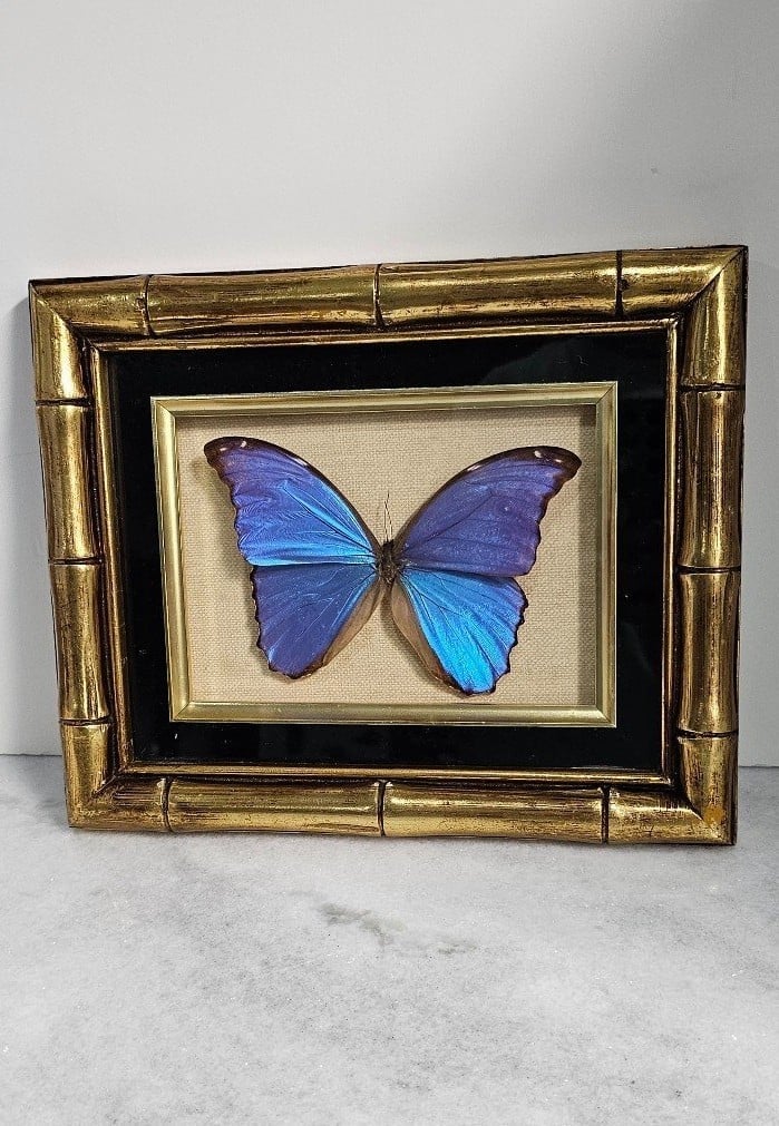 Electric Blue Morpho Didius Butterfly in vintage gold 11x9 frame FREE SHIP