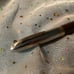Fountain Pen Schaefer 4206 ink pen vintage 1950s