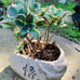Succulent arrangement live rooted Mature plant with pot /planter