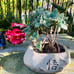 Succulent arrangement live rooted Mature plant with pot /planter