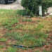 Lawn & Garden Essential Oscillating Sprinkler | Water Sprinkler
