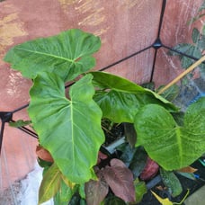 Gigatum philodendron
