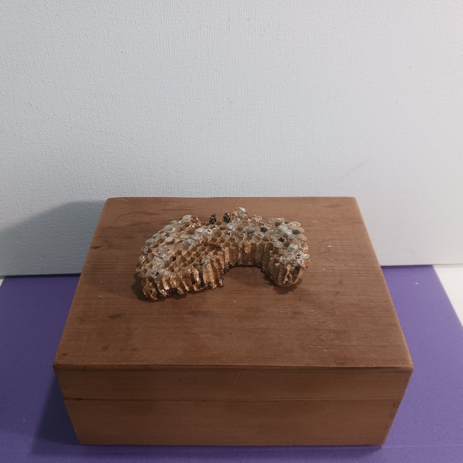 Art Box, Yellowjacket Nest