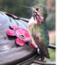 Hummingbird Feeder, 18016P Glass Hummingbird Feeder for Outdoors - Blue