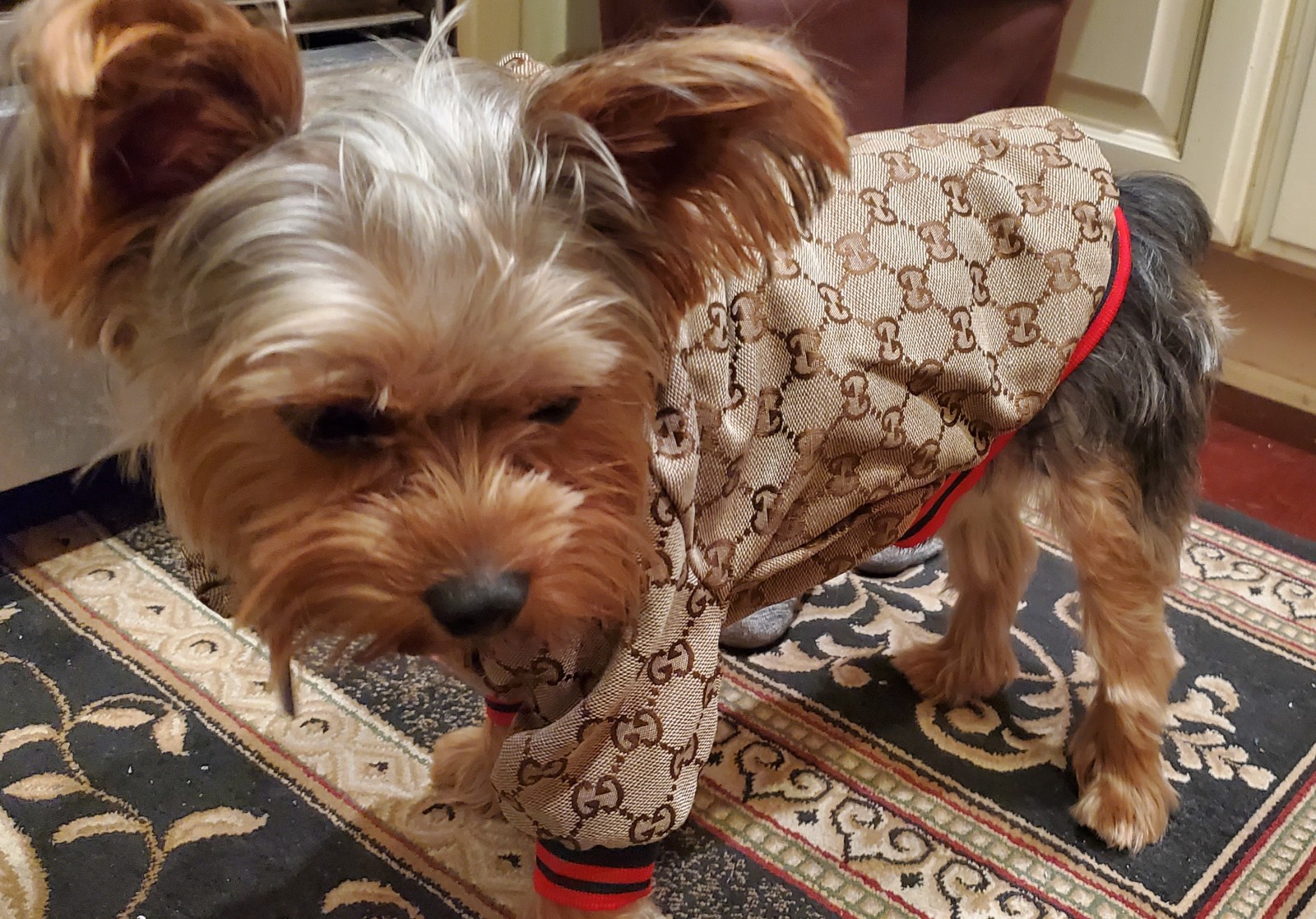 Stylish dog jacket