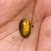 Tiger Eye Gemstone Cab-5Pc-TEL-48