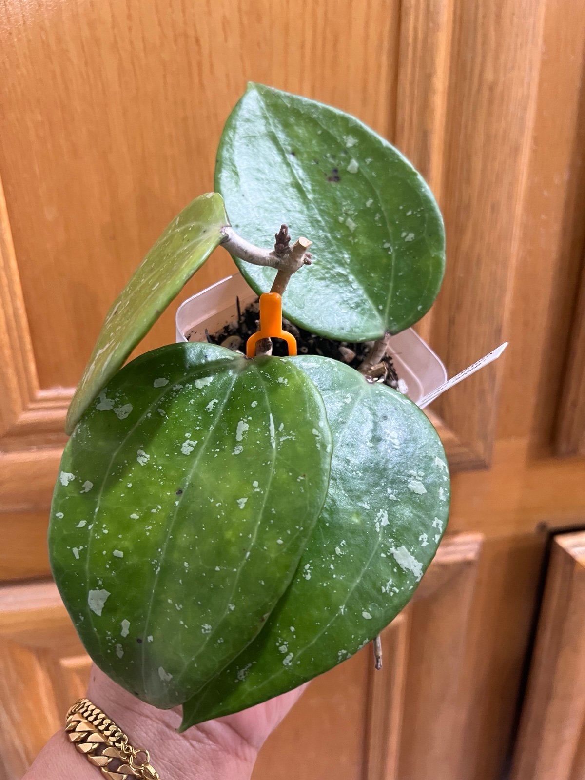 HOYA LATIFOLIA “SNOW QUEEN” CUTTING ROOTED!