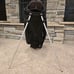 Michelob Ultra Dual Strap Datrek IZZO Stand Bag Black 6-Way Divide Golf Bag.