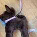 American Girl Chocolate Lab Puppy