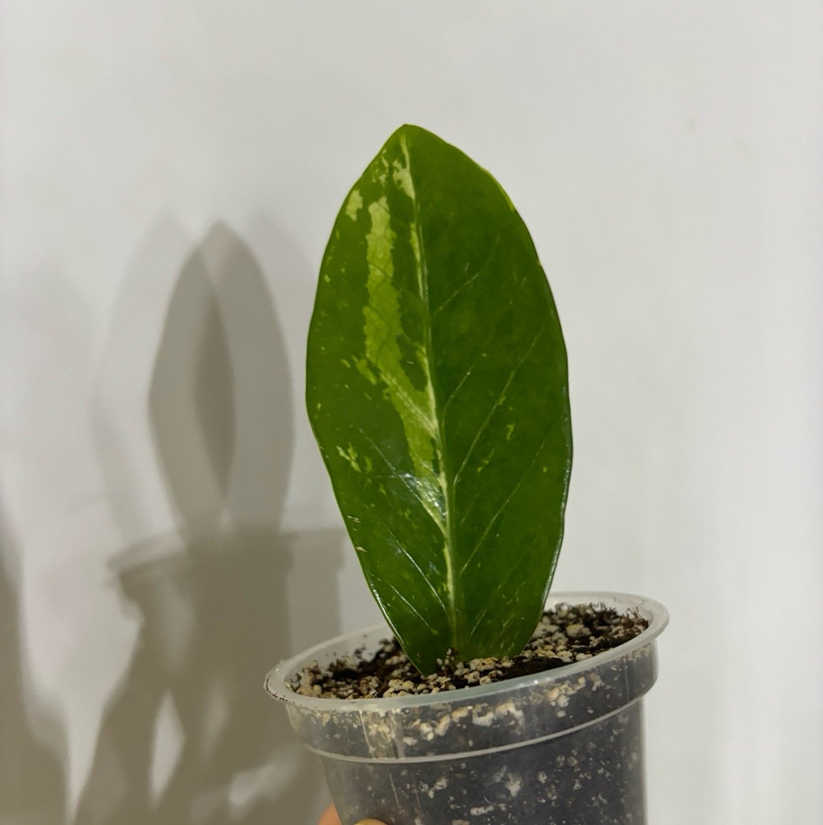 Variegated zz rooted leaf